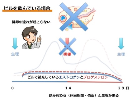 ピルを飲んでる場合の月経の流れ