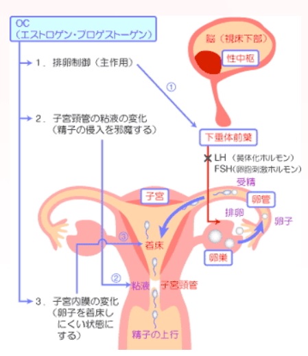 ピルのはたらき