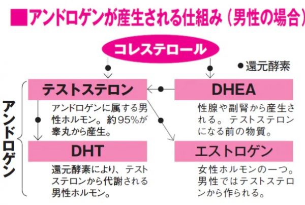 男性ホルモンとコレステロール